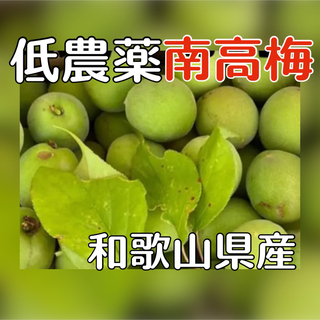 梅　南高梅 無農薬 1キロ 以上 サイズ混合小粒　ご家庭用　早採り(フルーツ)
