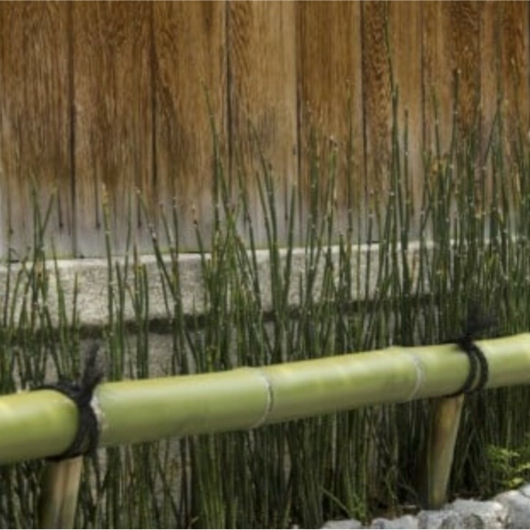 トクサ　木賊　根付き苗 20本 ハンドメイドのフラワー/ガーデン(プランター)の商品写真