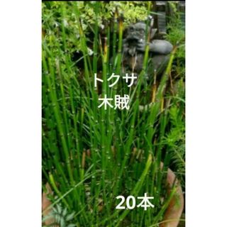 トクサ　木賊　根付き苗 20本(プランター)