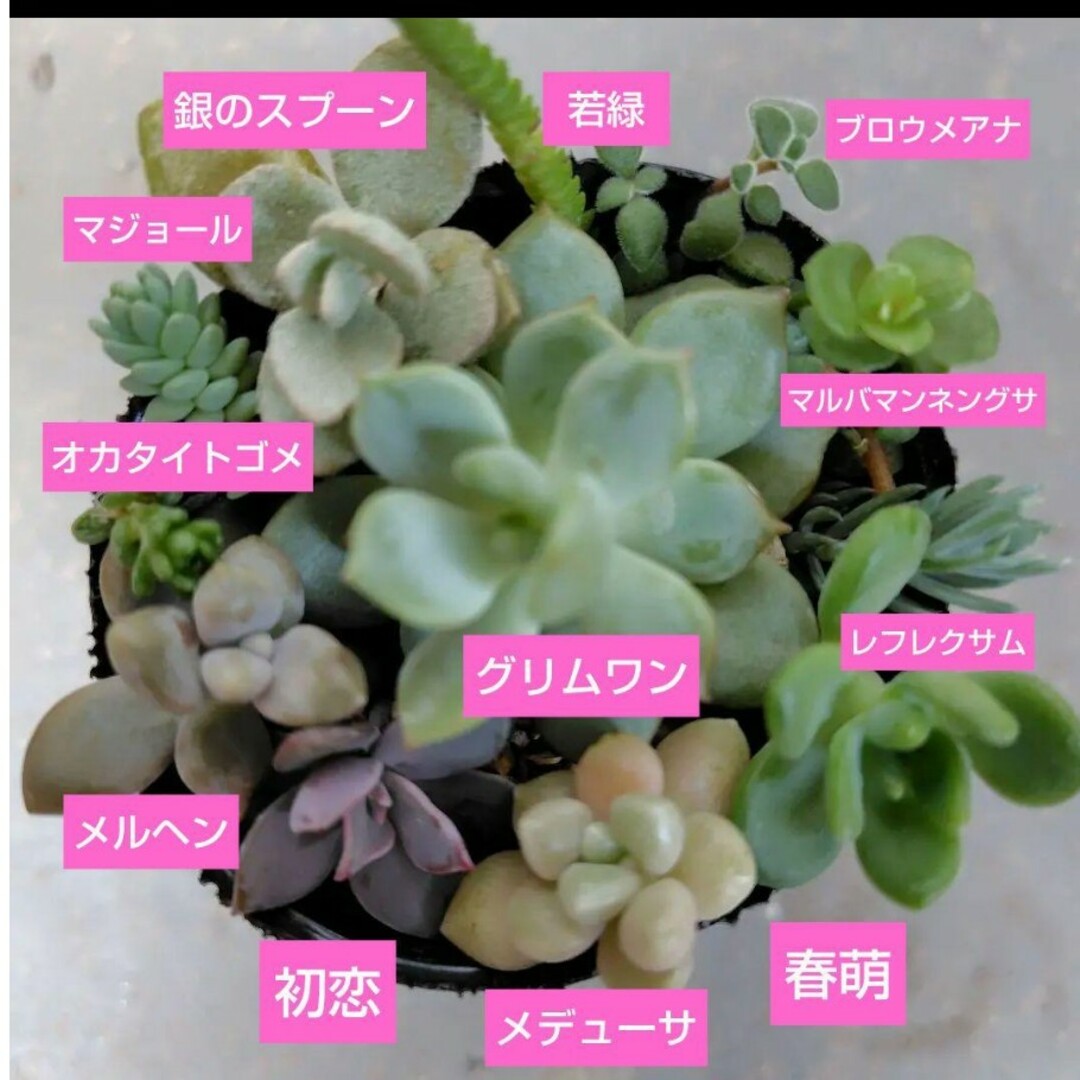 【多肉植物】初恋　メルヘン　セダムなど　カット苗12種類セット ハンドメイドのフラワー/ガーデン(その他)の商品写真