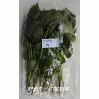 ◆茨城産◆【安納芋べに苗】15本以上入れます★さつまいも苗★《農家直送》★(野菜)