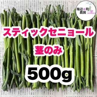 高知県産　茎ブロッコリー　スティックセニョール　茎のみ　野菜　農家直送！ Mny(野菜)