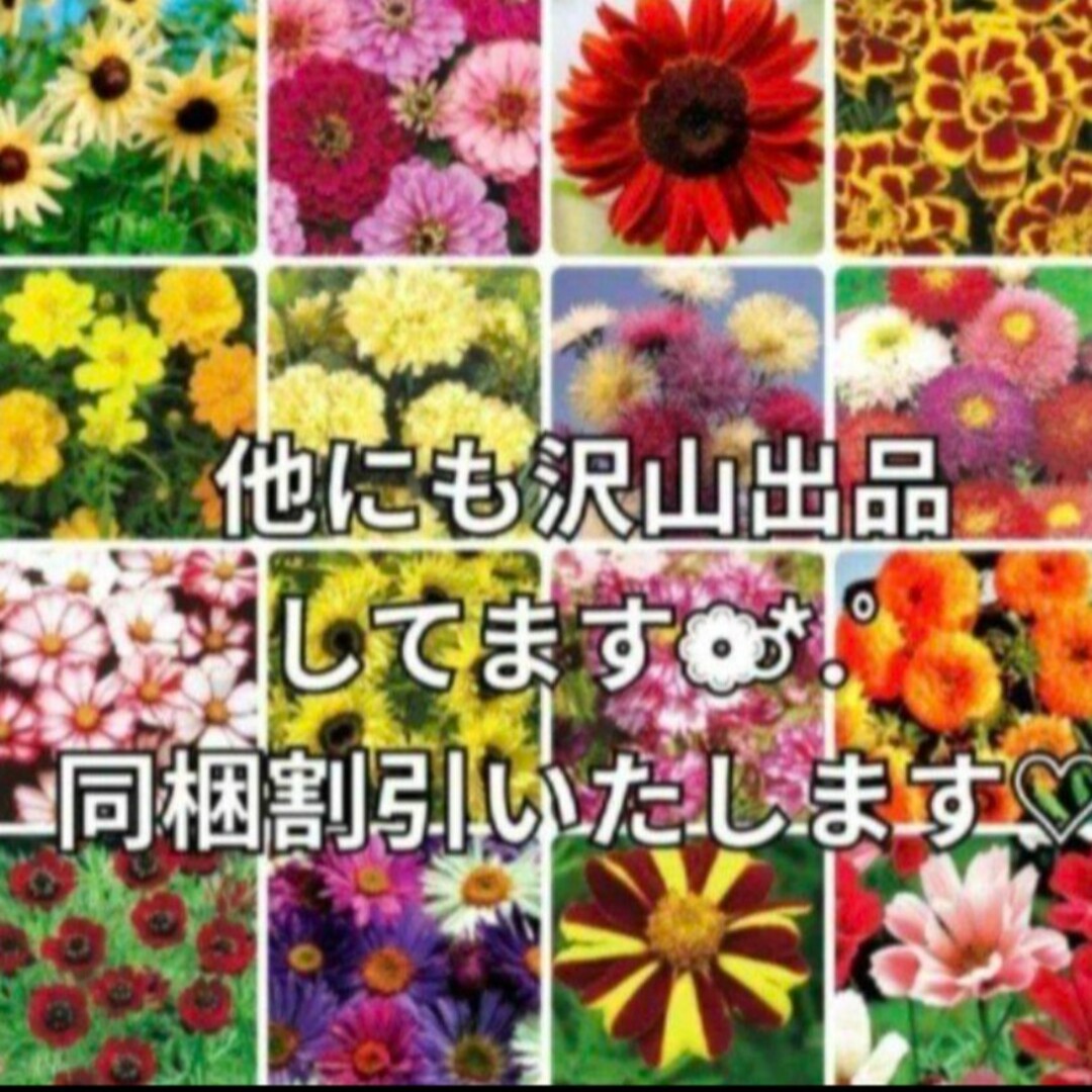 《毎年開花❁⃘*.゜》花の種 カーネーション・撫子 種 多年草・宿根草 種子 ハンドメイドのフラワー/ガーデン(その他)の商品写真