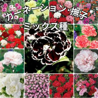 《毎年開花❁⃘*.゜》花の種 カーネーション・撫子 種 多年草・宿根草 種子(その他)