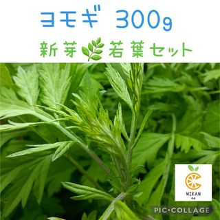 よもぎ(野菜)