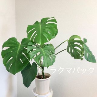 観葉植物 モンステラ 鉢植え