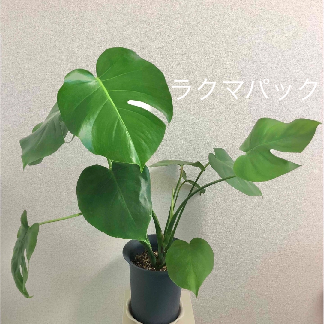 観葉植物 モンステラ 鉢植え ハンドメイドのフラワー/ガーデン(その他)の商品写真