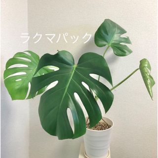 観葉植物 モンステラ 鉢植え(その他)