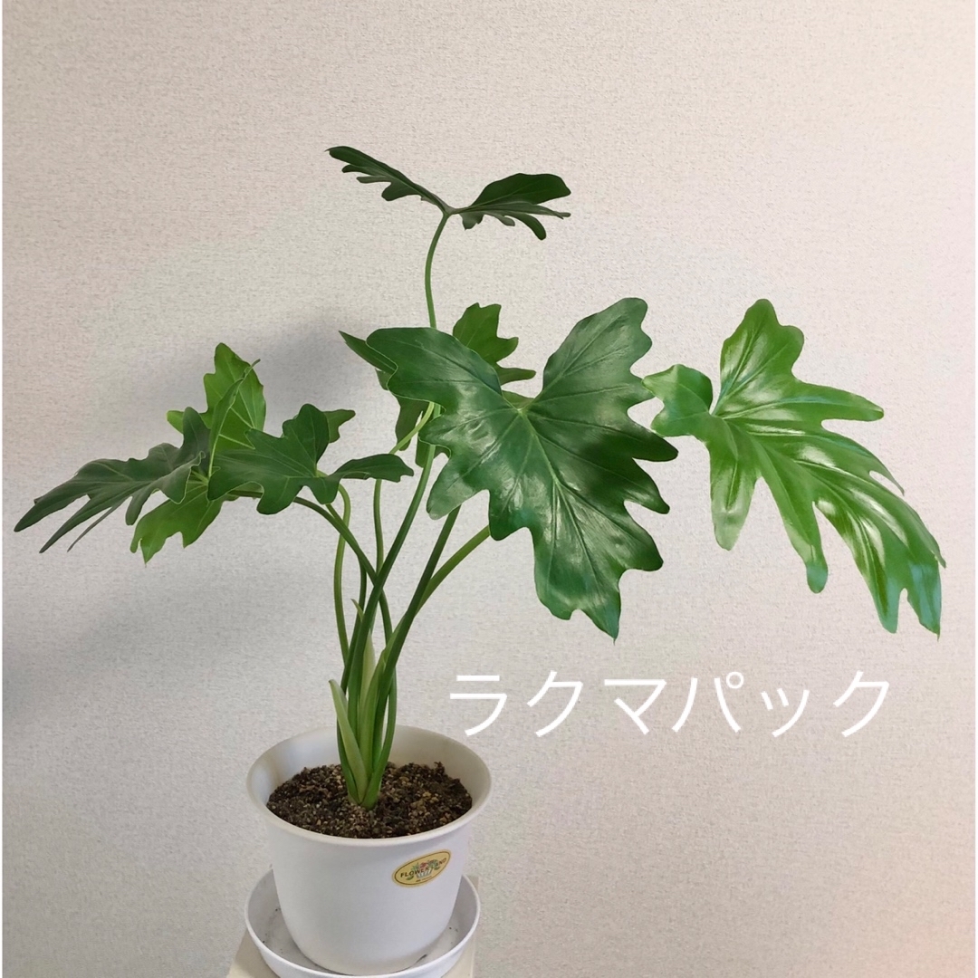 観葉植物 セローム 鉢植え ハンドメイドのフラワー/ガーデン(その他)の商品写真