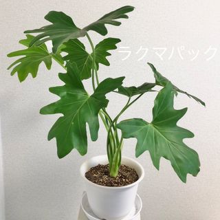 観葉植物 セローム 鉢植え(その他)