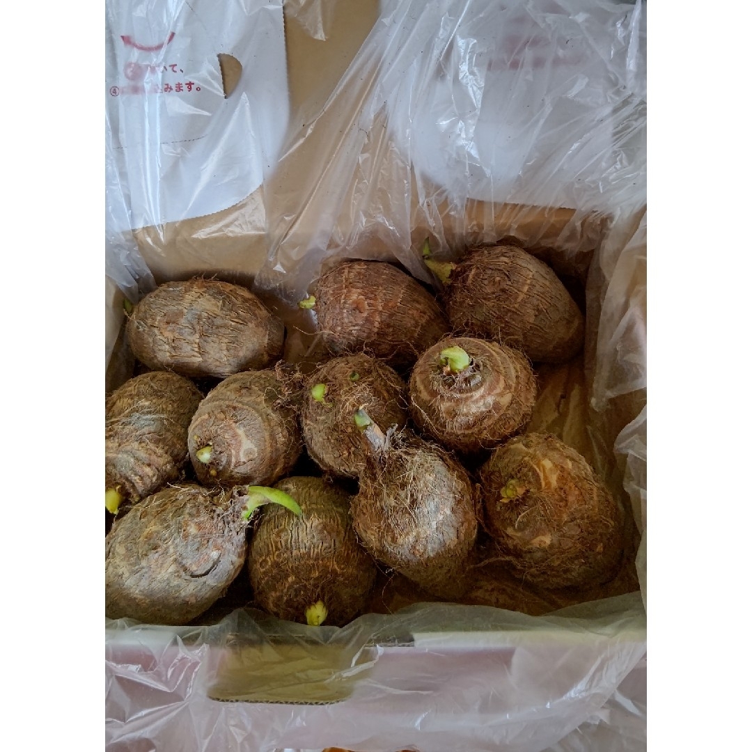 愛媛県産里芋の種芋L～LLサイズ1kg ハンドメイドのフラワー/ガーデン(プランター)の商品写真