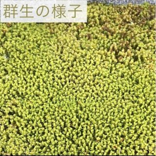 苔 【10倍量】初心者向け 陸上 コケ テラリウム 苔庭 モス ガーデニング 春(その他)