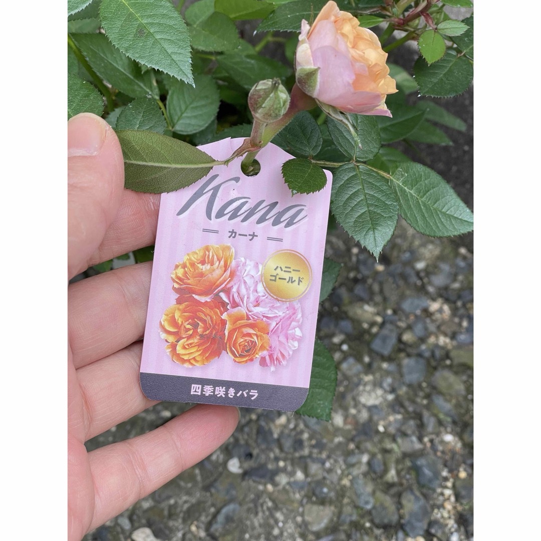 ミニ薔薇　カーナハニーゴールド　珍しい品種　1苗 ハンドメイドのフラワー/ガーデン(その他)の商品写真