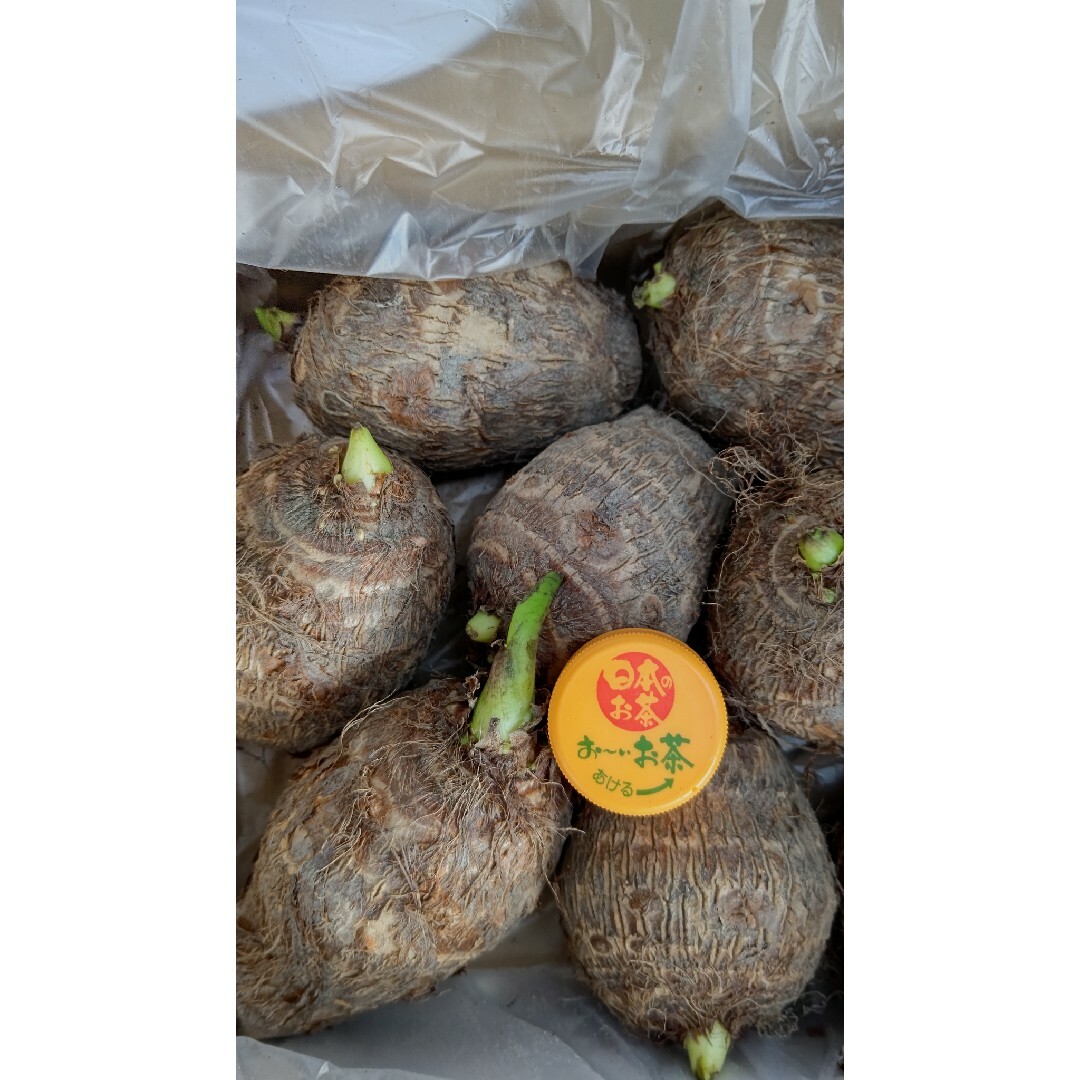 愛媛県産里芋の種芋L～LLサイズ2kg ハンドメイドのフラワー/ガーデン(プランター)の商品写真