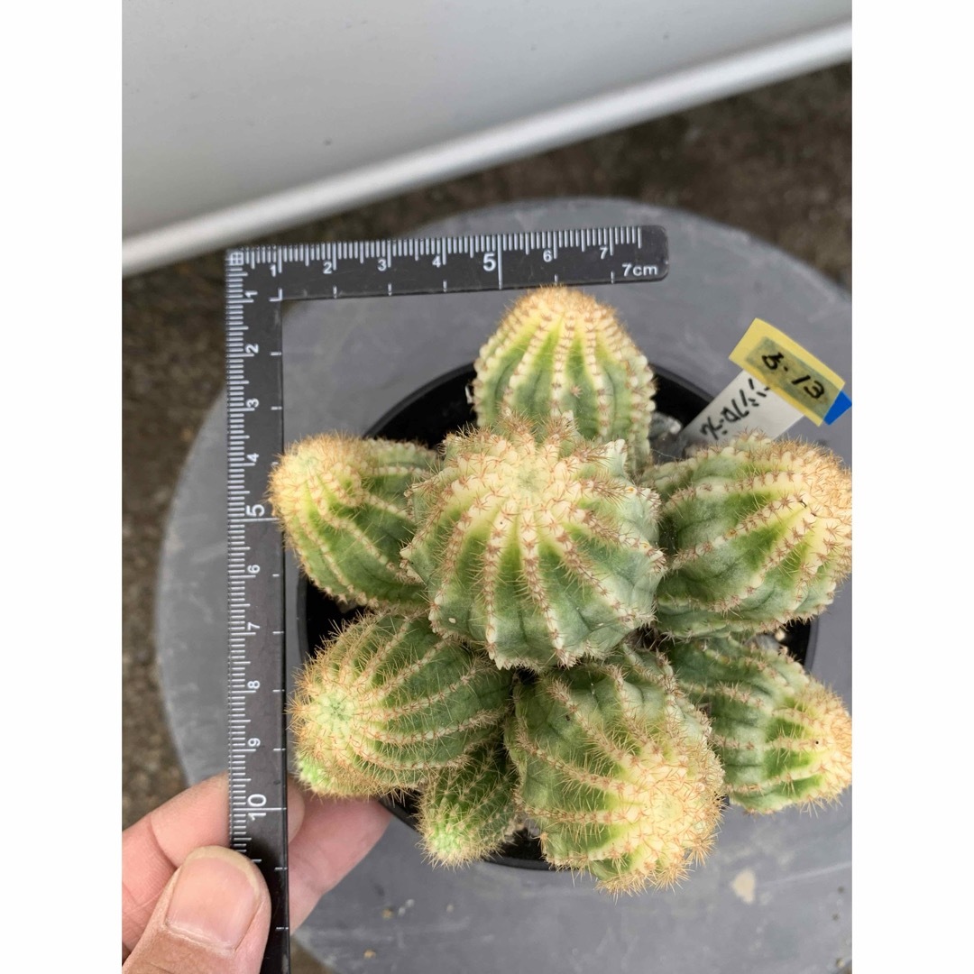 13 エキノプシス・ロイホワイト　袖台付　鉢付　Echinopsis ハンドメイドのフラワー/ガーデン(プランター)の商品写真