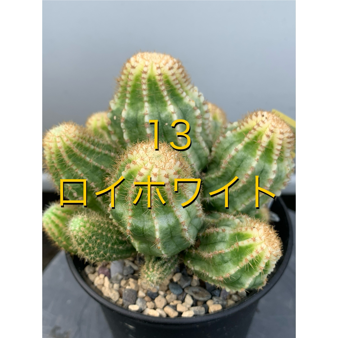 13 エキノプシス・ロイホワイト　袖台付　鉢付　Echinopsis ハンドメイドのフラワー/ガーデン(プランター)の商品写真