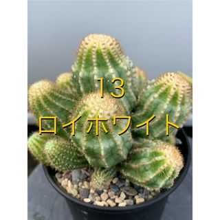 13 エキノプシス・ロイホワイト　袖台付　鉢付　Echinopsis(プランター)