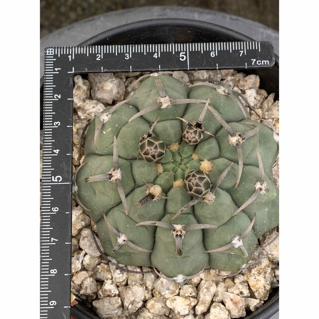 13 バッテリー 鉢付　Gymnocalycium vatteri ハンドメイドのフラワー/ガーデン(プランター)の商品写真