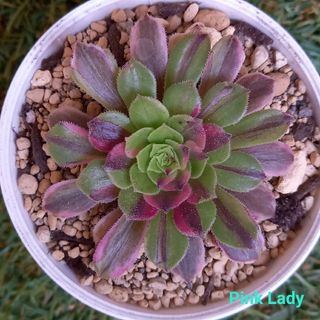 ❤️多肉植物　アエオニウム　Pink Lady  抜き苗1本❤️(プランター)