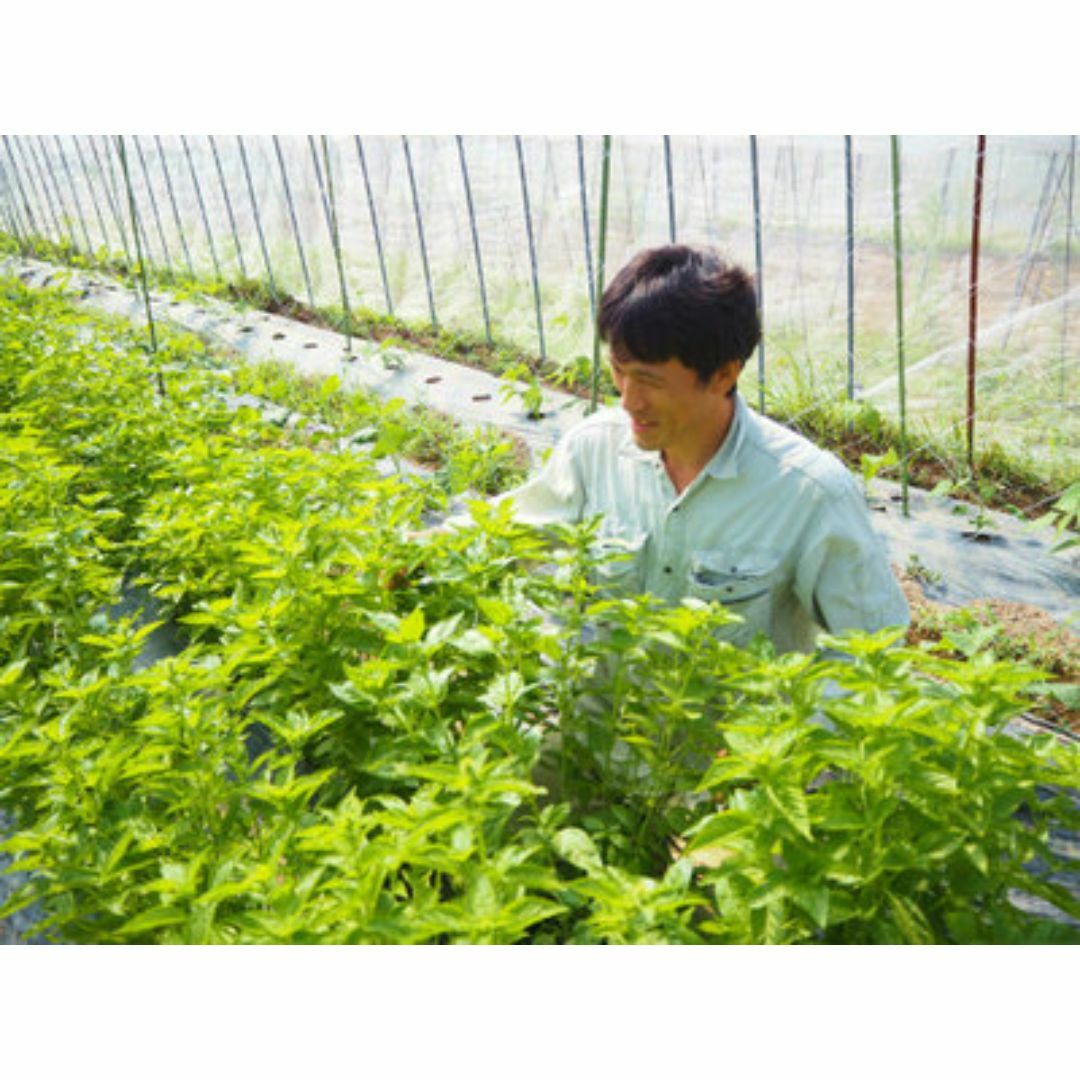 自然栽培野菜きざみ漬け(90g)Ｘ２袋★無肥料・無農薬★無添加・無化学調味料 食品/飲料/酒の加工食品(漬物)の商品写真