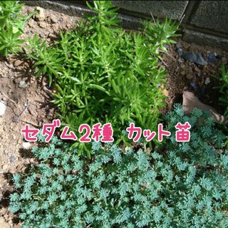 セダム2種類　カット苗　大量(その他)