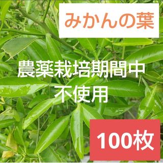 17農薬栽培期間中不使用みかん 葉 100枚　アゲハ蝶　青虫　虫　餌 みかんの葉(虫類)