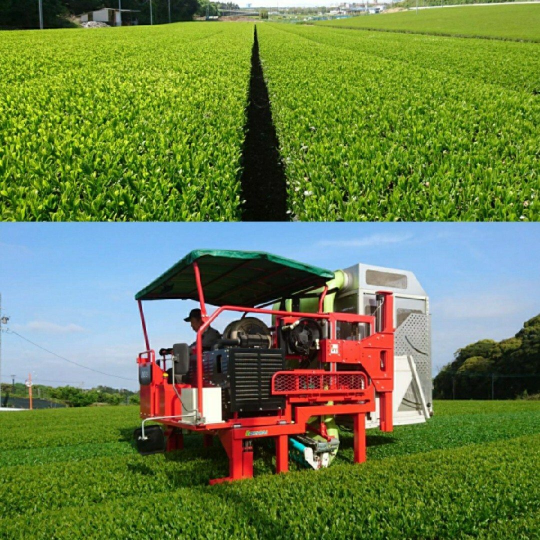 新茶できました！自園の銘茶 静岡産深蒸し茶 上質な一番茶のみ使用 食品/飲料/酒の飲料(茶)の商品写真