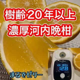 河内晩柑　家庭用　糖度高め　味濃いめ　樹齢20年　美生柑　和製グレープフルーツ