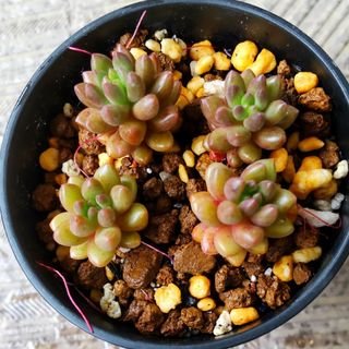 ホワイトストーンクラップ  セダム  多肉植物(その他)