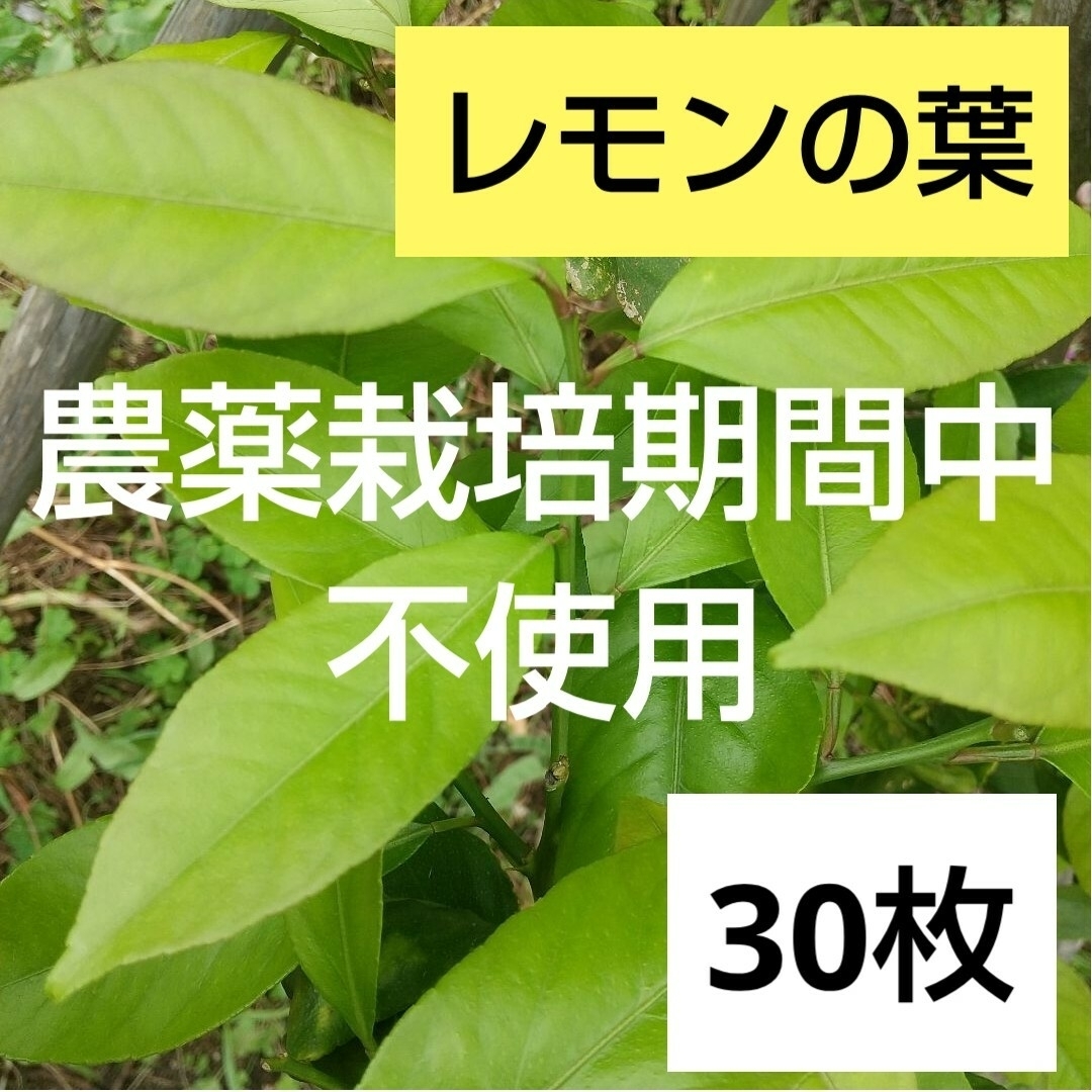 4 農薬栽培期間中不使用 れもん 葉 30枚　アゲハ蝶　青虫　虫　餌 レモンの葉 その他のペット用品(虫類)の商品写真