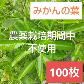 24 農薬栽培期間中不使用みかん 葉 100枚　アゲハ蝶　青虫　虫　餌 みかん(虫類)