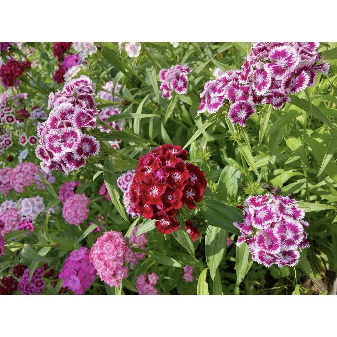 西洋オダマキ パンジー 花の種 ハンドメイドのフラワー/ガーデン(その他)の商品写真