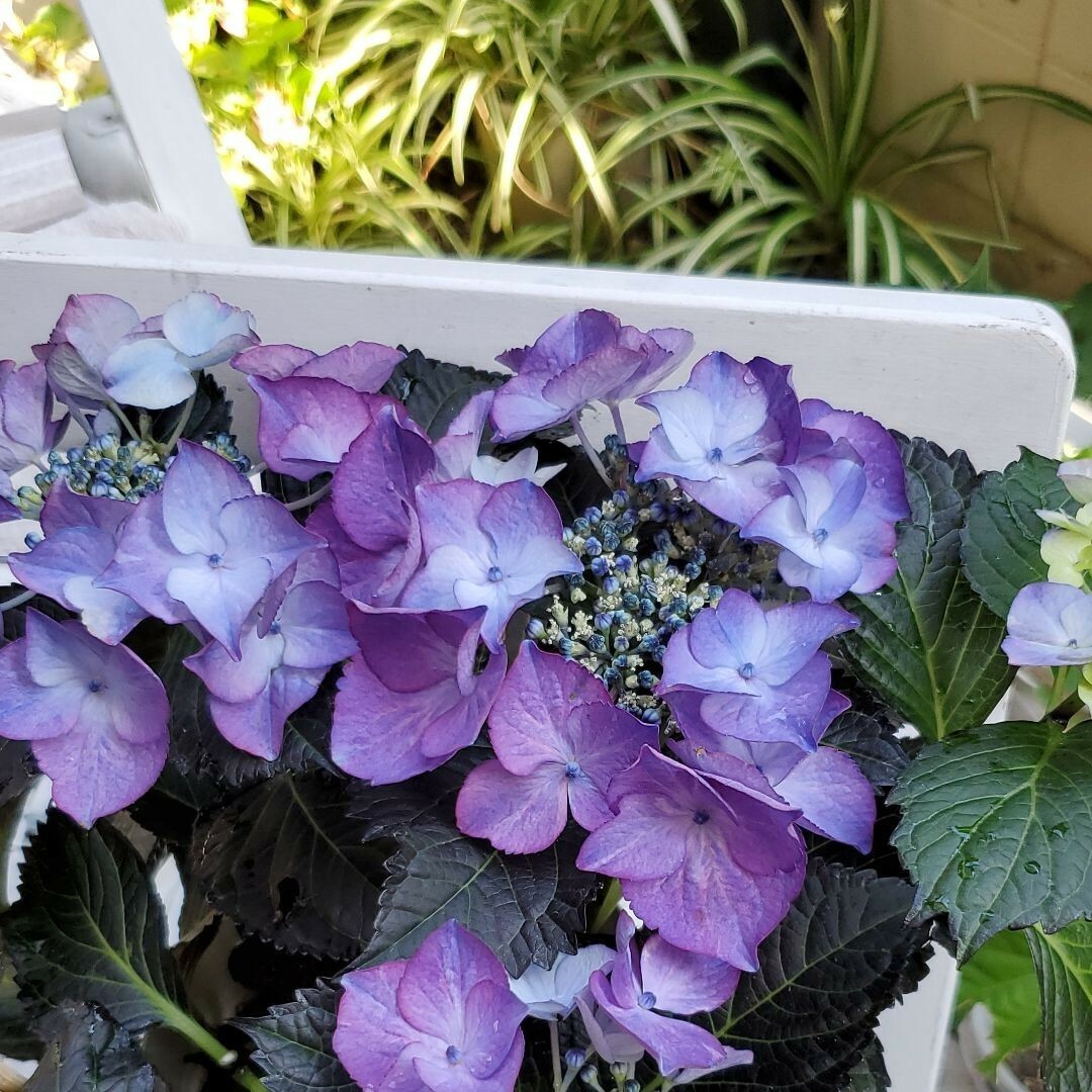 紫陽花苗 ハンドメイドのフラワー/ガーデン(その他)の商品写真