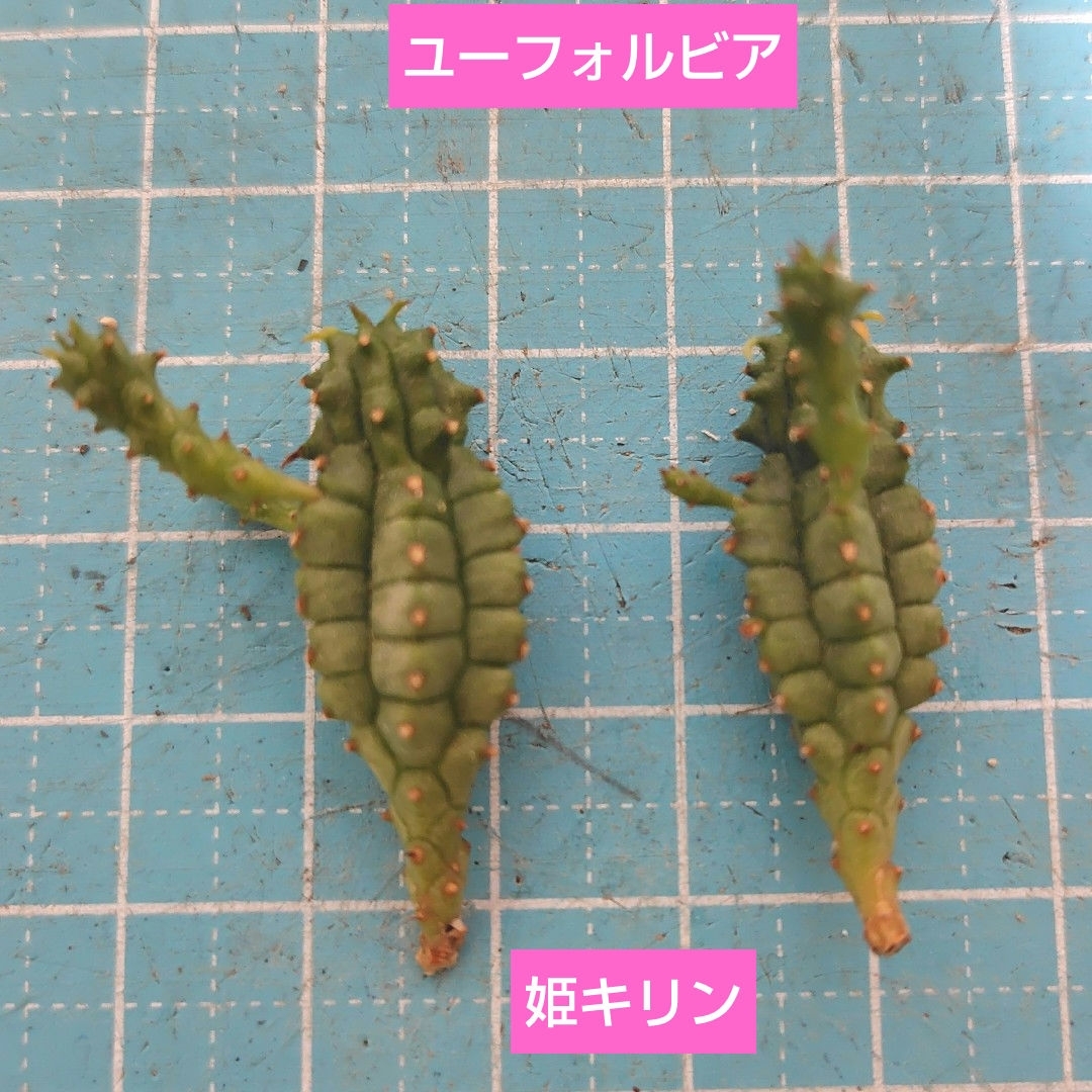 【多肉植物】ユーフォルビア　姫キリン　2カット ハンドメイドのフラワー/ガーデン(その他)の商品写真