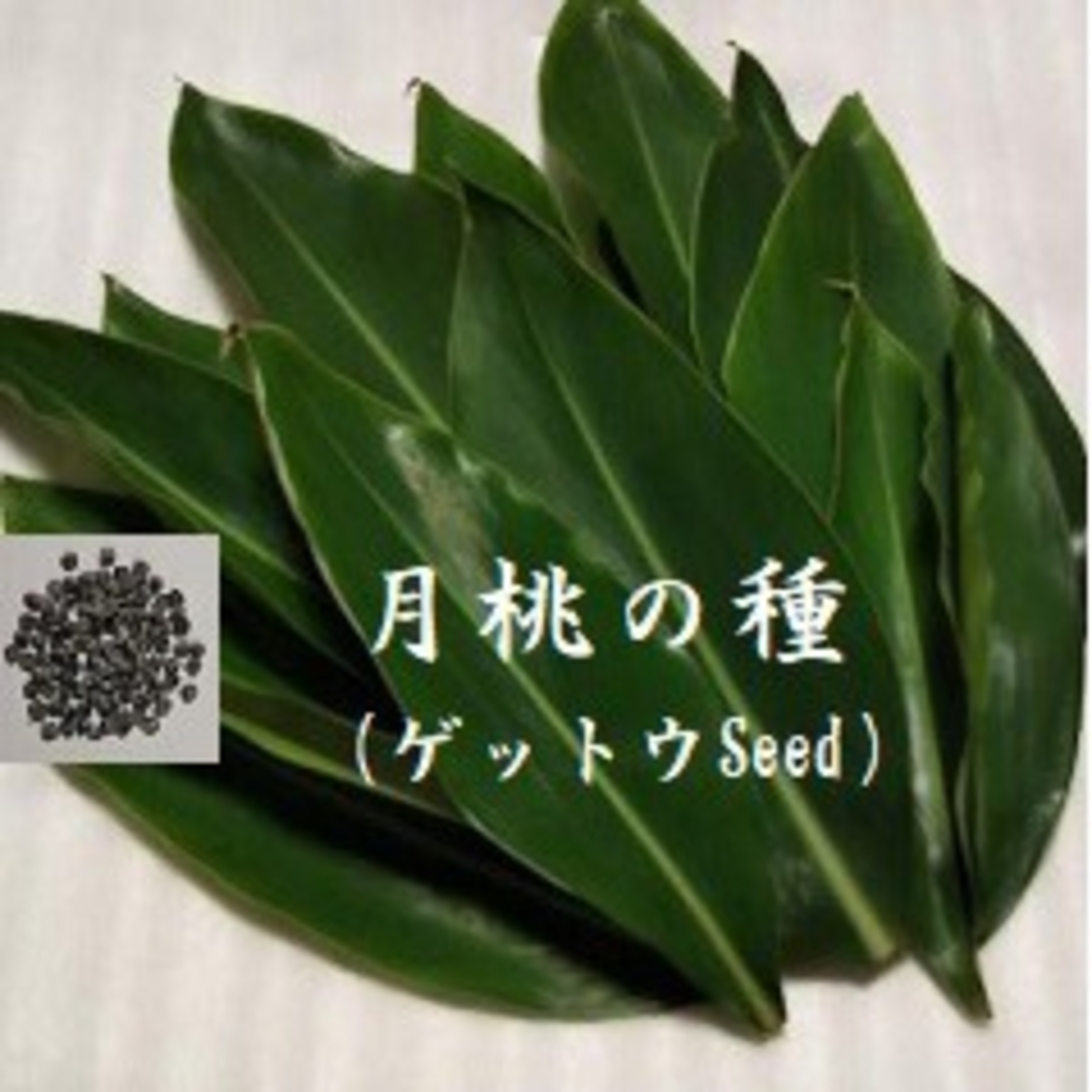 RC1012  月桃の種10ml 約200粒 沖縄ハーブ ゲットウseed ハンドメイドのフラワー/ガーデン(リース)の商品写真
