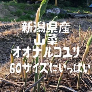 新潟県産　山菜　オオナルコユリ　5/14発送　60サイズにいっぱい(野菜)