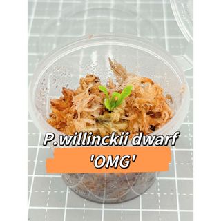 ビカクシダ P.willinckii dwarf 'OMG' 胞子培養株(その他)