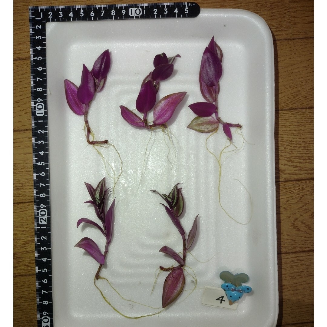 【観葉植物】トラディスカンチア ゼブリナ ④ ハンドメイドのフラワー/ガーデン(その他)の商品写真
