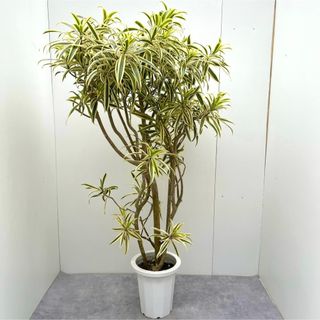 ドラセナ　ソングオブインディア　8【現品】観葉植物　室内(その他)