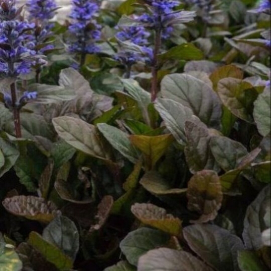 アジュガ　紫　グランドカバー　下草　ガーデニング　花壇　寄せ植え　プランター ハンドメイドのフラワー/ガーデン(その他)の商品写真