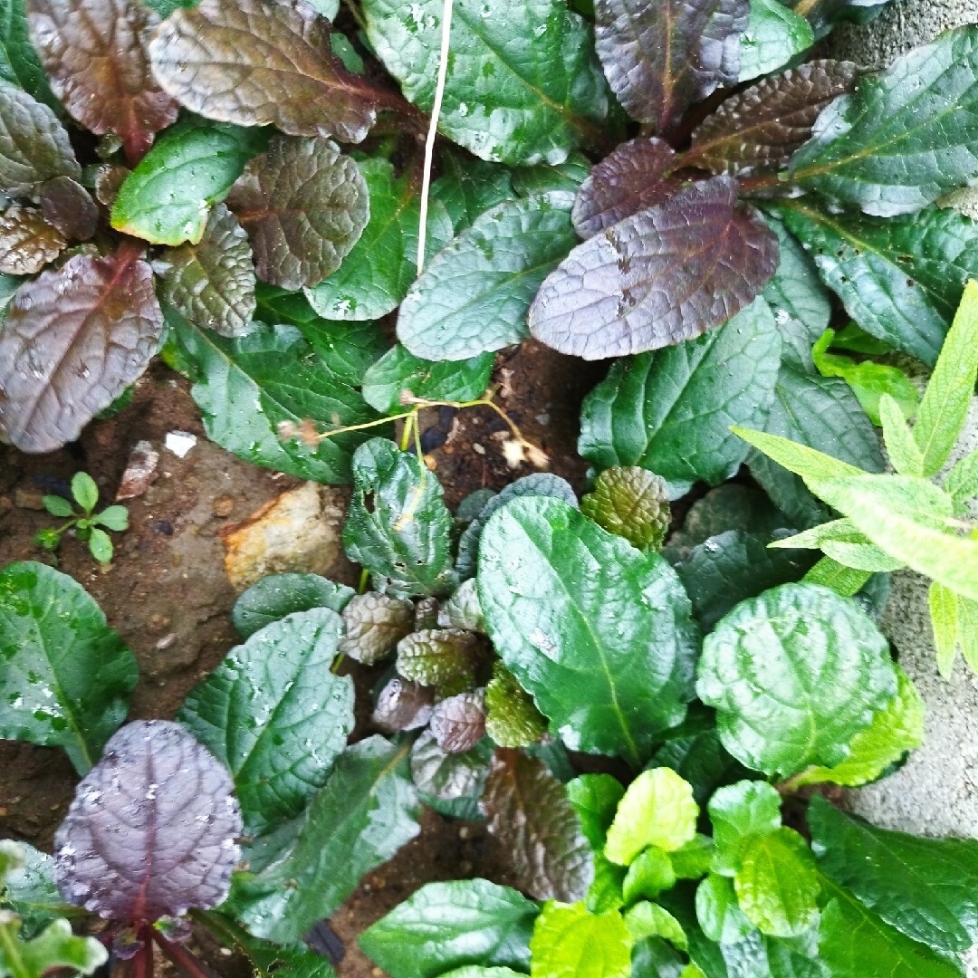 アジュガ　紫　グランドカバー　下草　ガーデニング　花壇　寄せ植え　プランター ハンドメイドのフラワー/ガーデン(その他)の商品写真