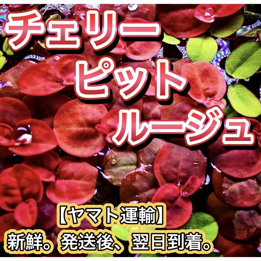 ★チェリーピット 浮草 水草 メダカ鉢の越冬 熱帯魚やメダカ飼育 産卵床 その他のペット用品(アクアリウム)の商品写真