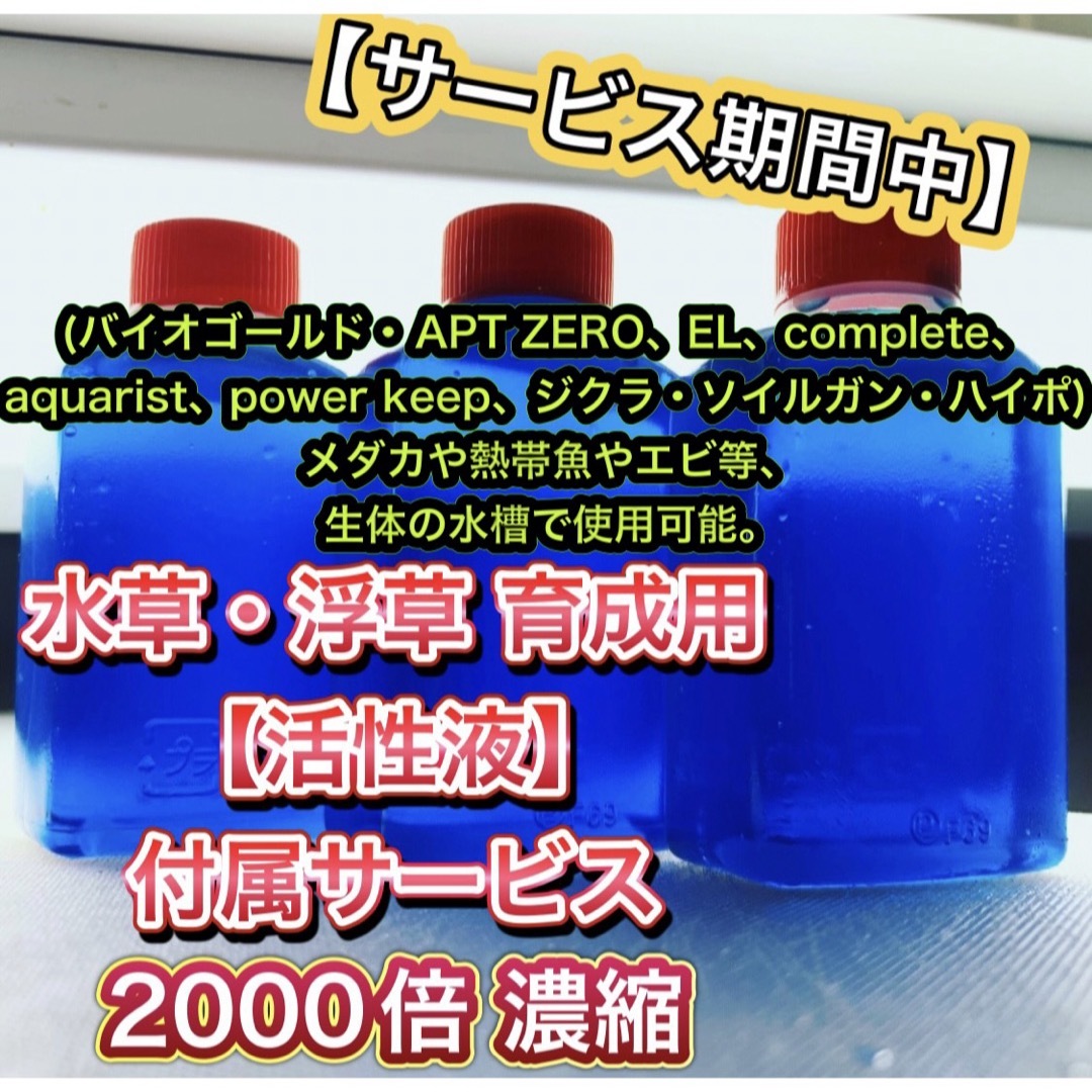 ⚫︎レッドヴィアンルス アゾラ 浮草 水草 メダカ めだか ビオトープ その他のペット用品(アクアリウム)の商品写真