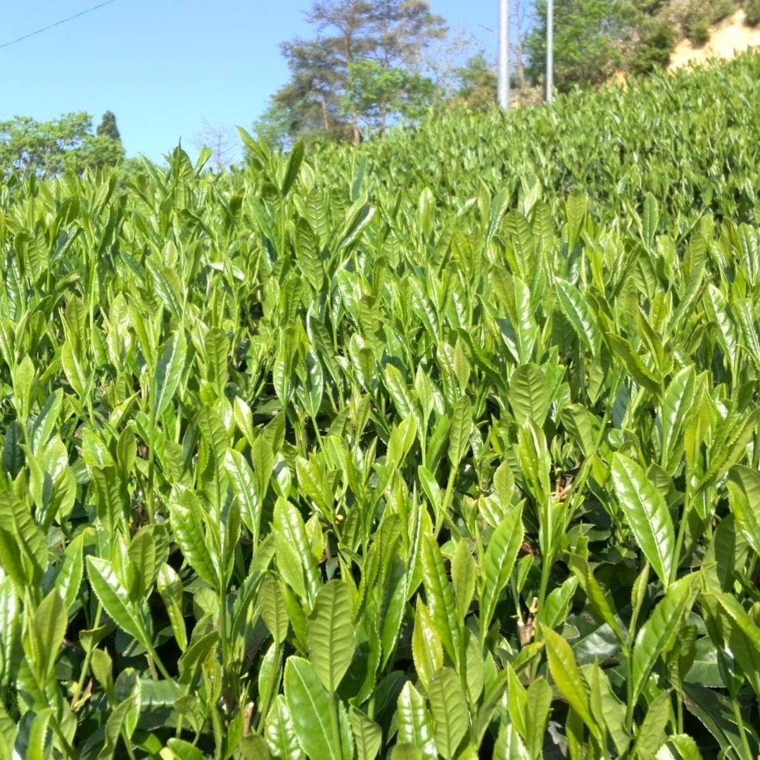 朝宮茶　特選ほうじ茶　200g　しがらき 食品/飲料/酒の飲料(茶)の商品写真