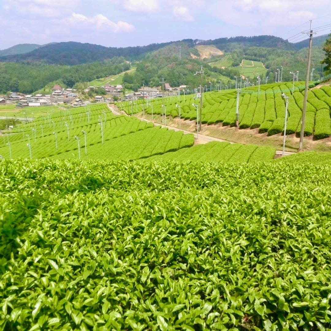 朝宮茶　特選ほうじ茶　200g　しがらき 食品/飲料/酒の飲料(茶)の商品写真