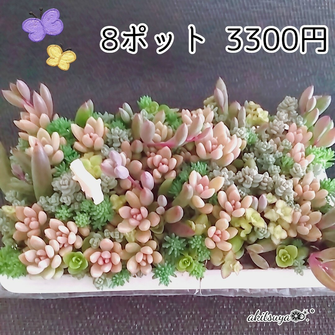 ❤ポットごと2コセット寄せ植え姫秀麗 だるま秀麗 セダム パープルヘイズ ハンドメイドのフラワー/ガーデン(その他)の商品写真