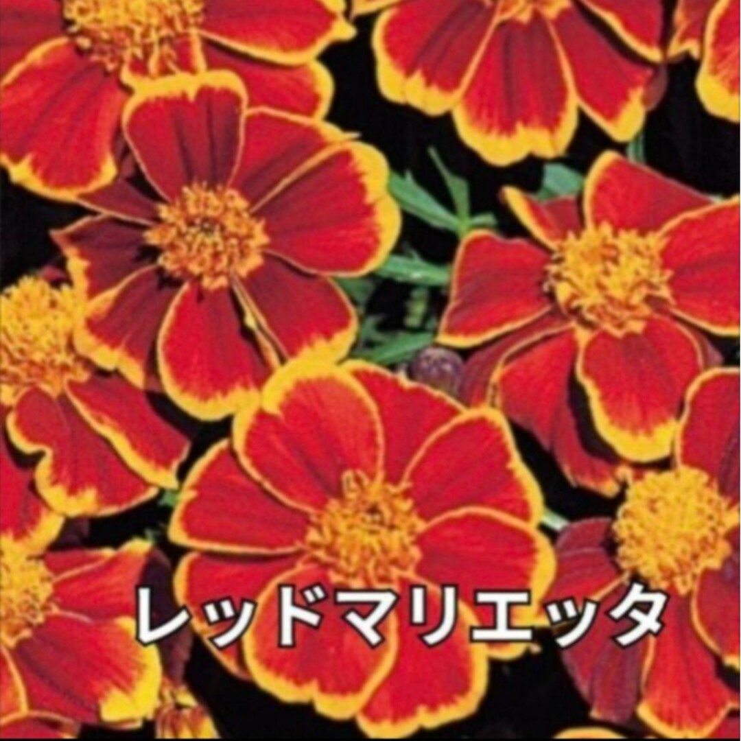 《ミックス種》マリーゴールド 種 夏から秋まで長く咲いてくれます❁⃘*花の苗 ハンドメイドのフラワー/ガーデン(その他)の商品写真