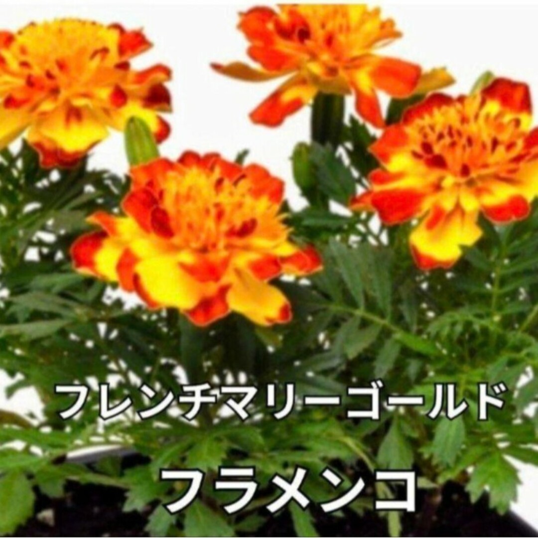 《ミックス種》マリーゴールド 種 夏から秋まで長く咲いてくれます❁⃘*花の苗 ハンドメイドのフラワー/ガーデン(その他)の商品写真