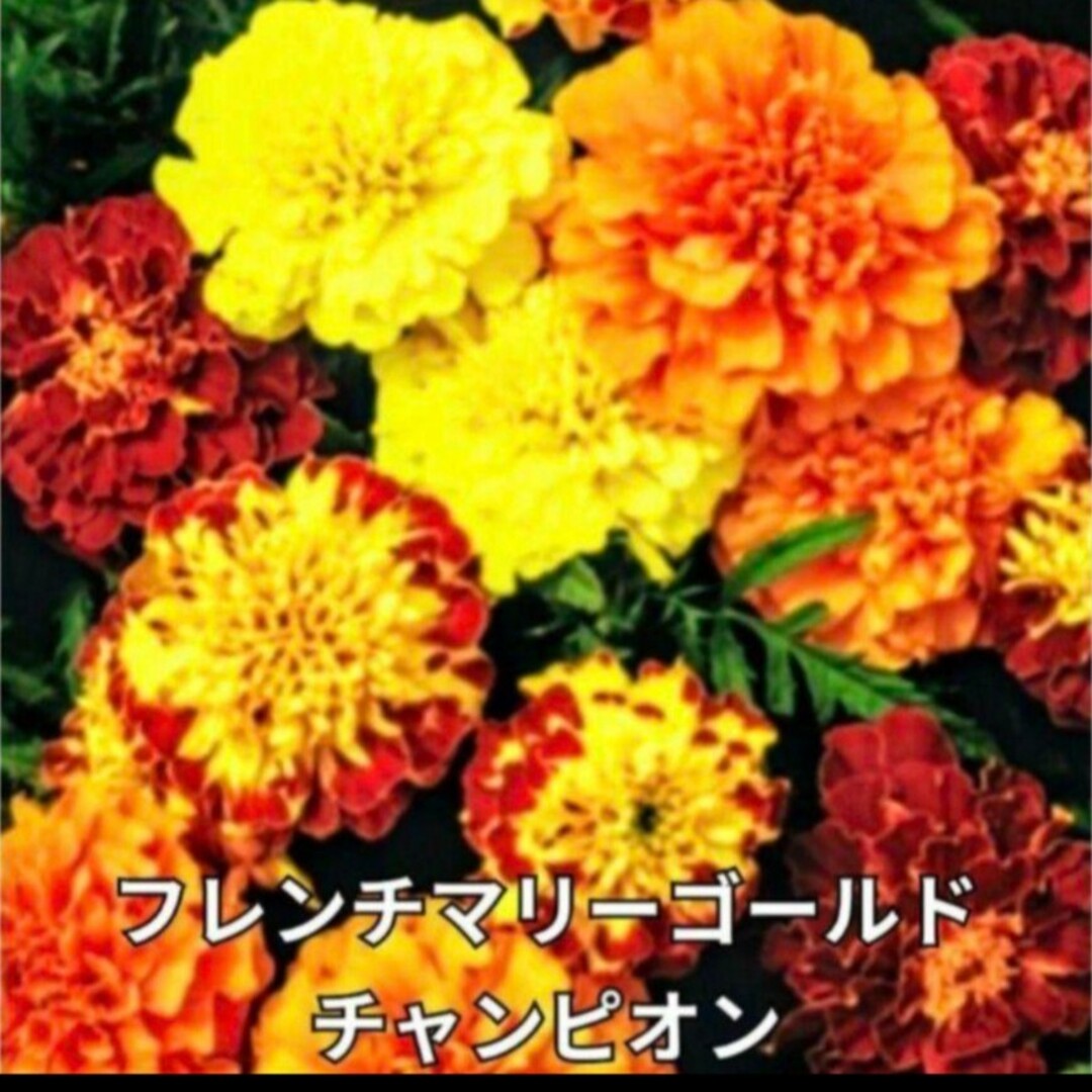 《ミックス種》マリーゴールド 種 夏から秋まで長く咲いてくれます❁⃘*花の苗 ハンドメイドのフラワー/ガーデン(その他)の商品写真