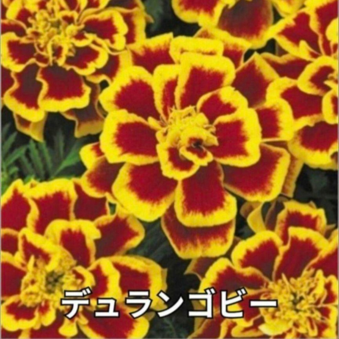 《ミックス種》マリーゴールド 種 夏から秋まで長く咲いてくれます❁⃘*花の苗 ハンドメイドのフラワー/ガーデン(その他)の商品写真